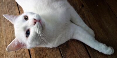 韓国猫　白猫のイメージ